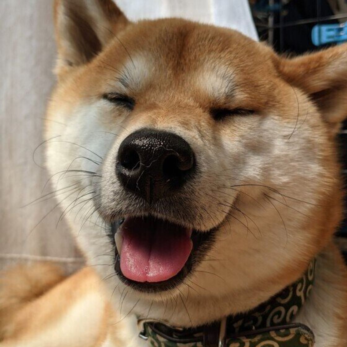 愛犬ともっと仲良くなるための 3つの声かけ 注意ポイントは いぬのきもちweb Magazine 愛犬ともっと仲良くなるための 3つの声かけ 注意ポイントは いぬのきもちweb Magazine