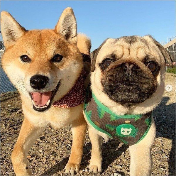 仲良しな柴犬とパグ