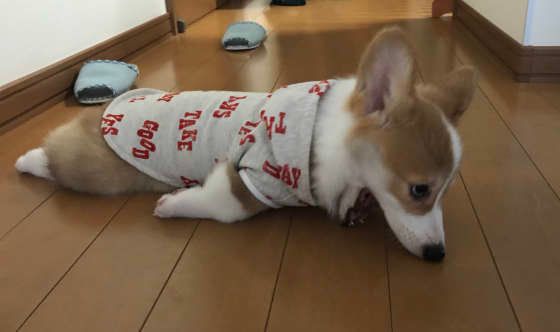 服を嫌がるウェルシュ・コーギー・ペンブローク