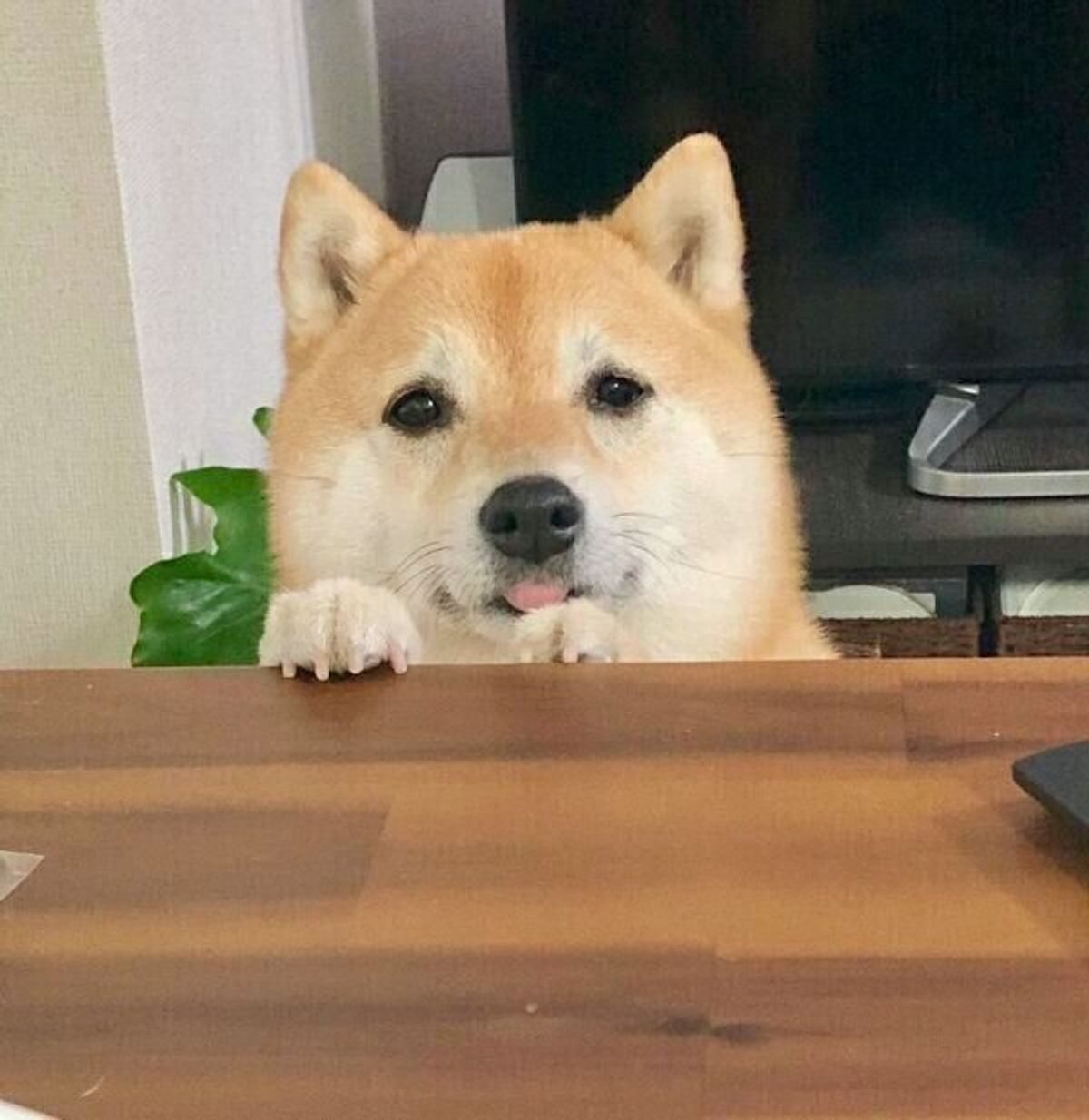 リモートの打ち合わせが終わると 目の前に絶景が 飼い主の仕事終わりを待つ犬の心理 が気になる いぬのきもちweb Magazine リモートの打ち合わせが終わると 目の前に絶景が 飼い主の仕事終わりを待つ犬の心理 が気になる いぬのきもちweb Magazine