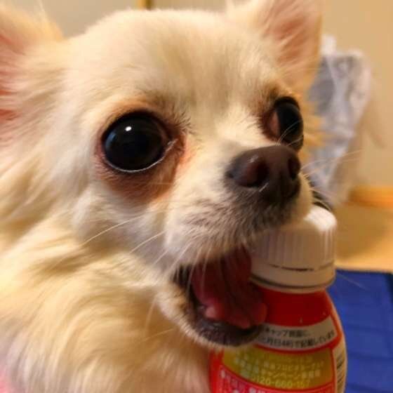 キャップをかじるチワワ