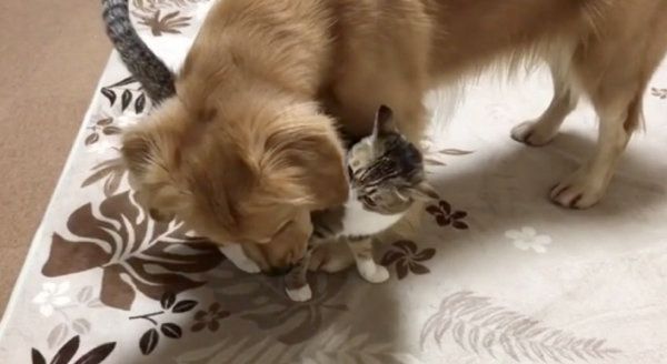 猫とじゃれ合うゴールデン・レトリーバー