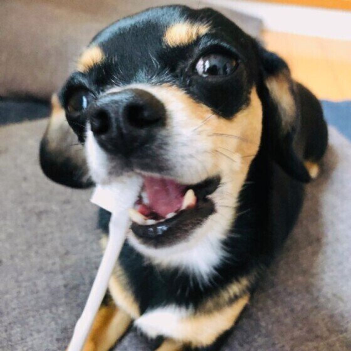 犬に 歯磨き は大切だけど やり方によっては歯肉に負担も 獣医師が注意点を解説 いぬのきもちweb Magazine 犬に 歯磨き は大切だけど やり方によっては歯肉に負担も 獣医師が注意点を解説 いぬのきもちweb Magazine