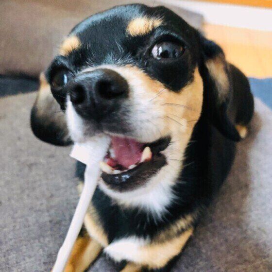 歯磨きする犬