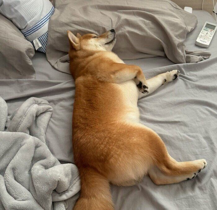 ベッドのど真ん中を占拠するわさびくん