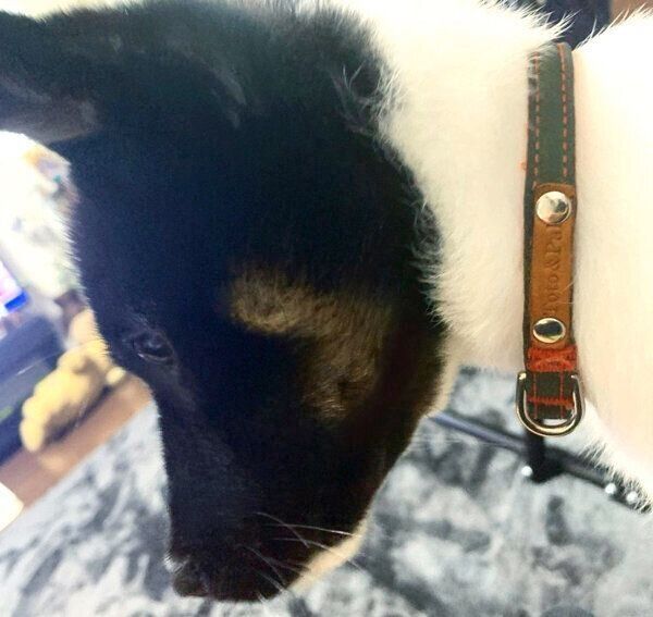 ほっぺにハート模様があるメロウくん