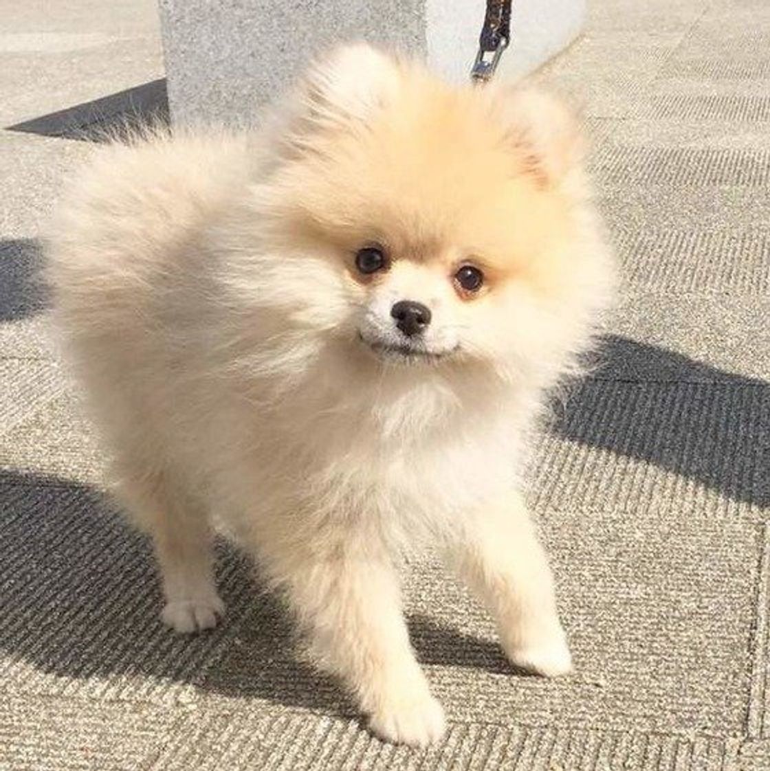 寒くても愛犬のお散歩はするべき 冬の正しいお散歩を解説 いぬのきもちweb Magazine 寒くても愛犬のお散歩はするべき 冬の正しいお散歩を解説 いぬのきもちweb Magazine