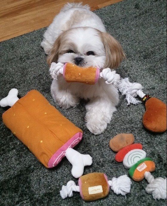 いぬのきもち投稿写真ギャラリー