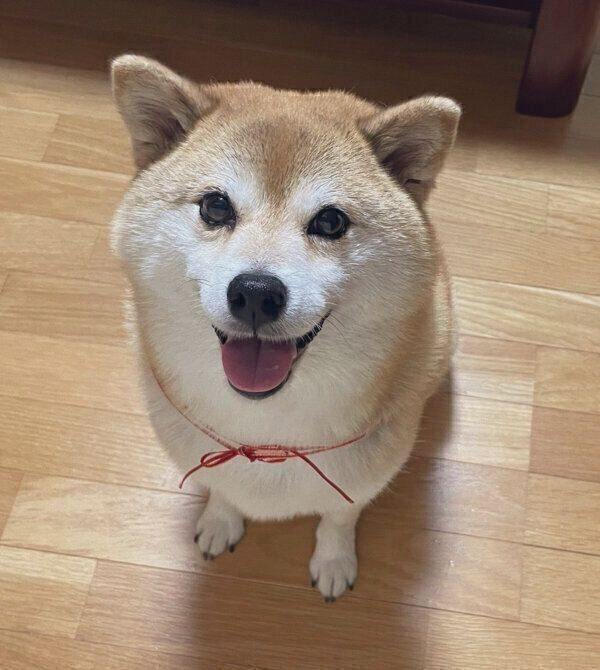 見つめるえまちゃん