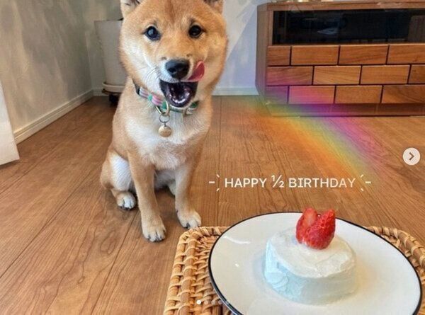 ハーフバースデーをお祝いしたときのまるくん