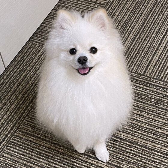 冬に多い犬の病気とは？ 寒さや乾燥から起こりやすくなる病気を獣医師に聞いた いぬのきもち
