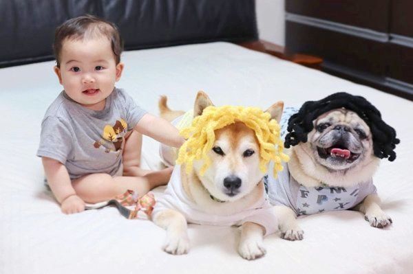 仲良しな柴犬とパグと妹ちゃん