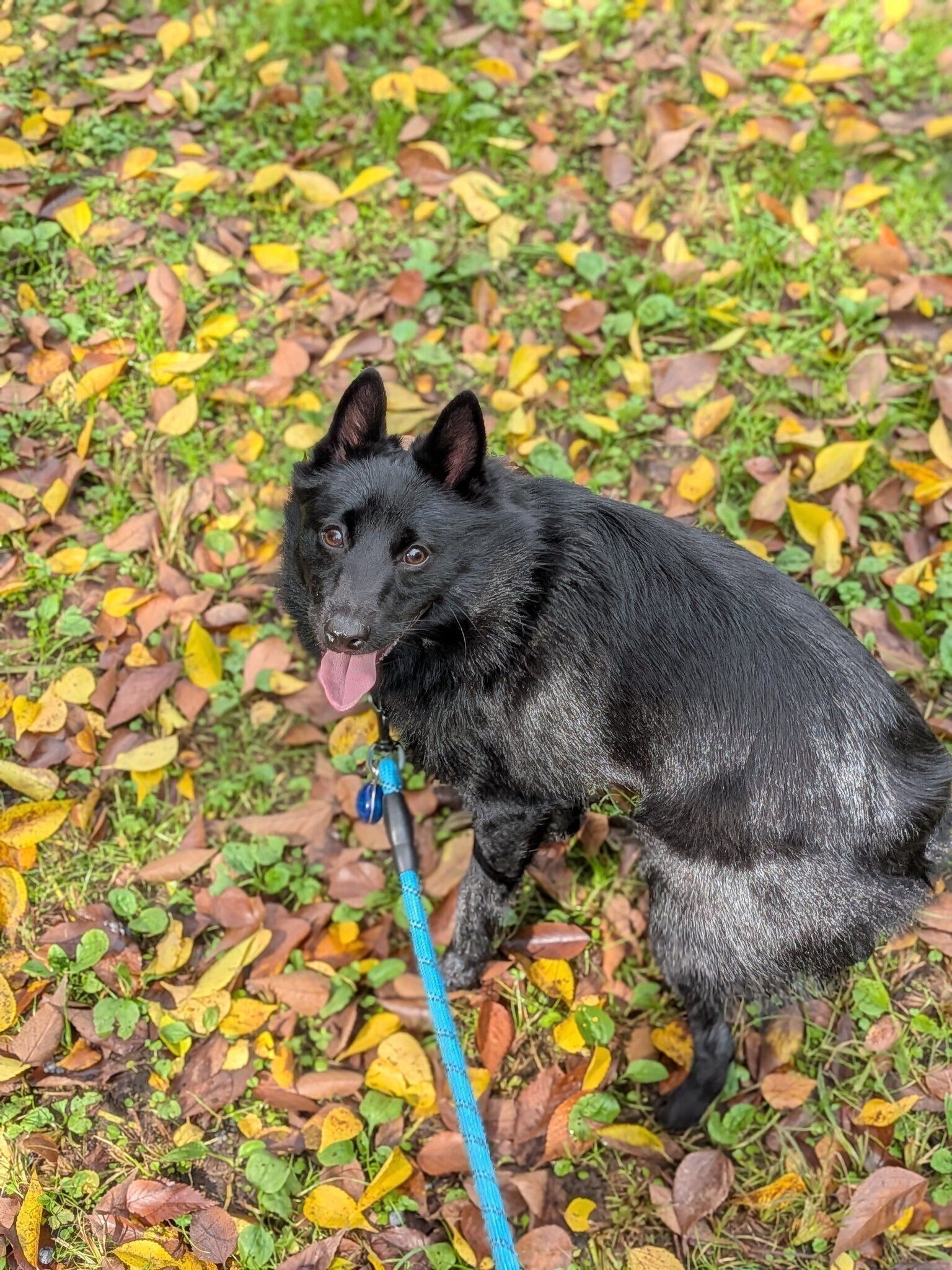 お散歩をするスキッパーキ