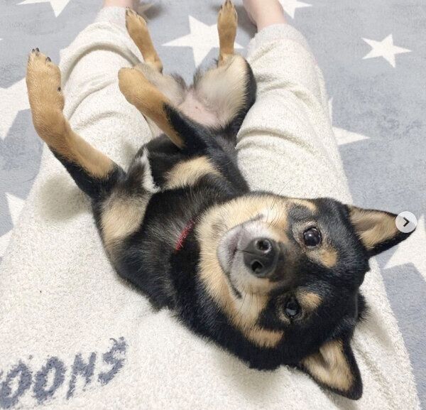 寝転がるあずきちゃん