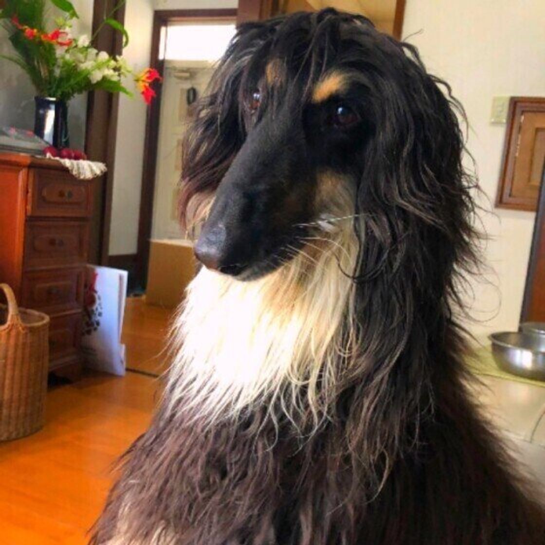 犬の爪が折れて血が止まらない そんなことあるの 折れた際の対応は いぬのきもちweb Magazine 犬の爪が折れて血が止まらない そんなことあるの 折れた際の対応は いぬのきもちweb Magazine