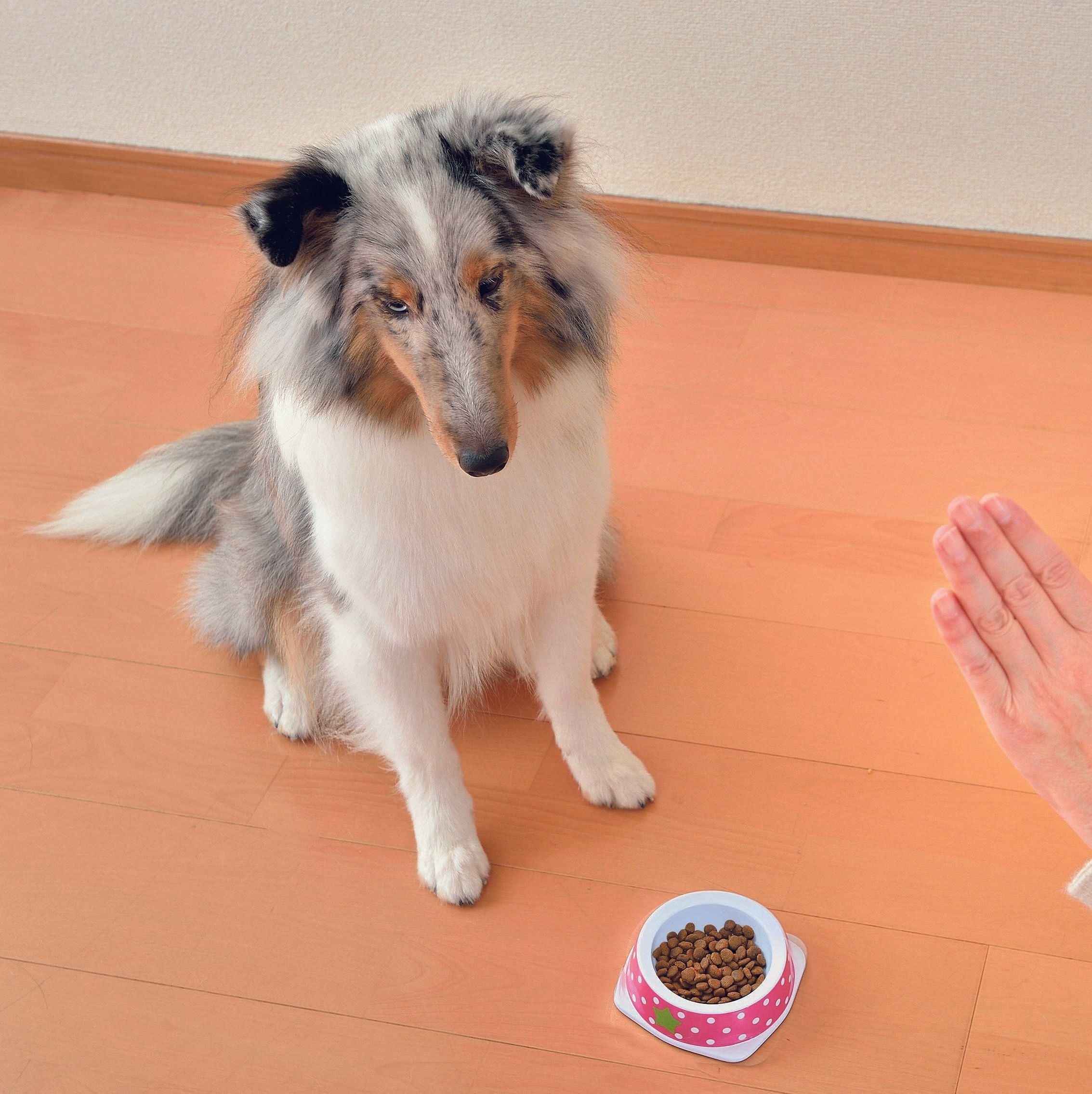 ただ食べ物をガマンしているだけの状態。将来、食べ物に執着する犬になるかも（撮影／佐藤正之）