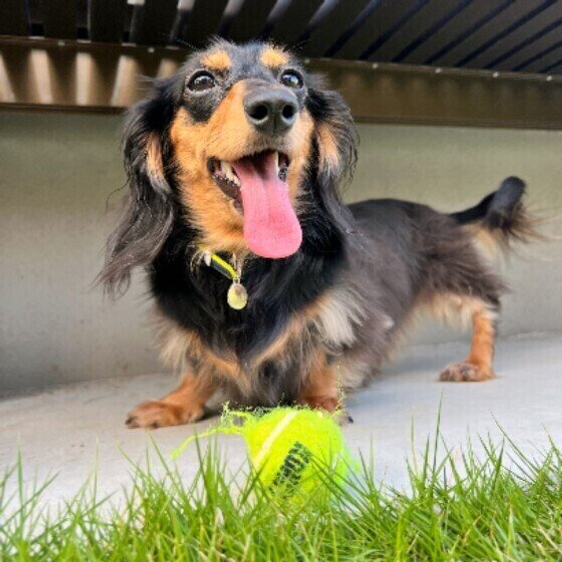 犬がボール遊びを好きなのはどうして ボール遊びを楽しむコツ いぬのきもちweb Magazine 犬がボール遊びを好きなのはどうして ボール遊びを楽しむコツ いぬのきもちweb Magazine