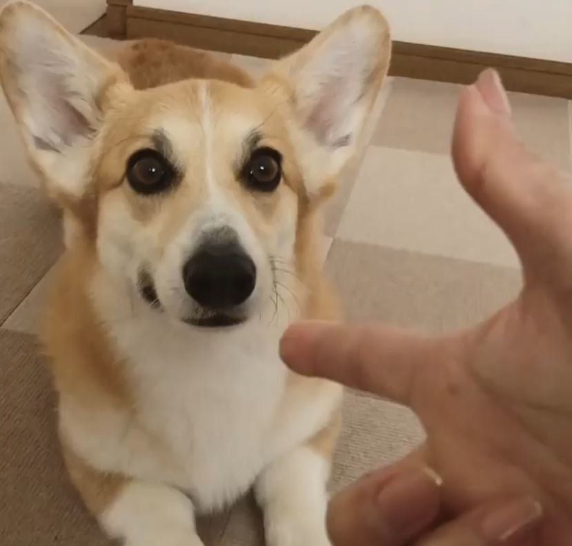 伏せをするコーギー