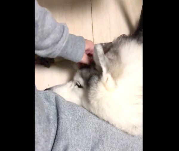 飼い主さんに撫でてもらうシルビアちゃん