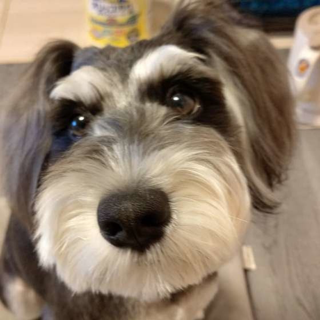 愛犬が糖尿病になると飼い方はこう変わる 早期発見のポイントも いぬのきもちweb Magazine 愛犬が糖尿病になると飼い方はこう変わる 早期発見のポイントも いぬのきもちweb Magazine