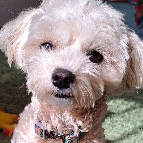 白い小型犬（MIX）の顔アップ