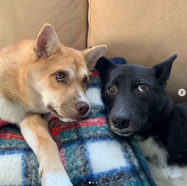 ごはんを期待するターシャちゃんとハチちゃん