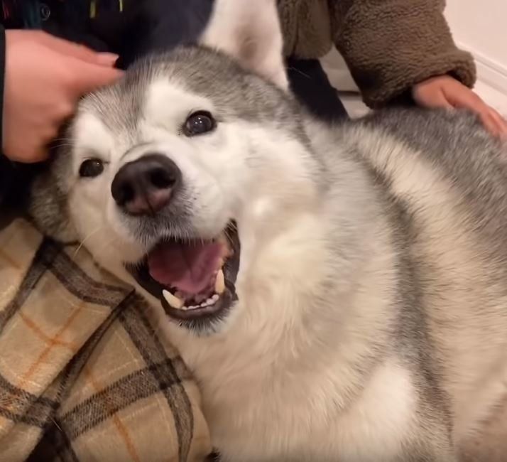撫でられてうれしいシベリアン・ハスキー