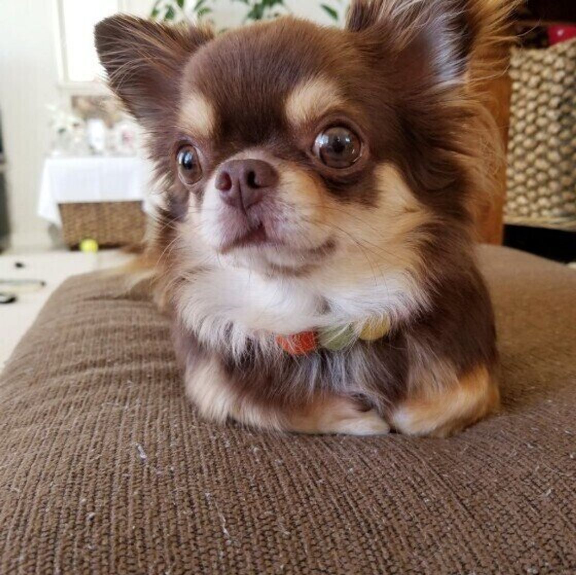 賢すぎる 社会性の高い犬だからこそ可能なコミュニケーション能力とは いぬのきもちweb Magazine 賢すぎる 社会性の高い犬だからこそ可能なコミュニケーション能力とは いぬのきもちweb Magazine