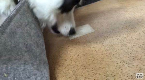 ガムを食べるボーダー・コリー