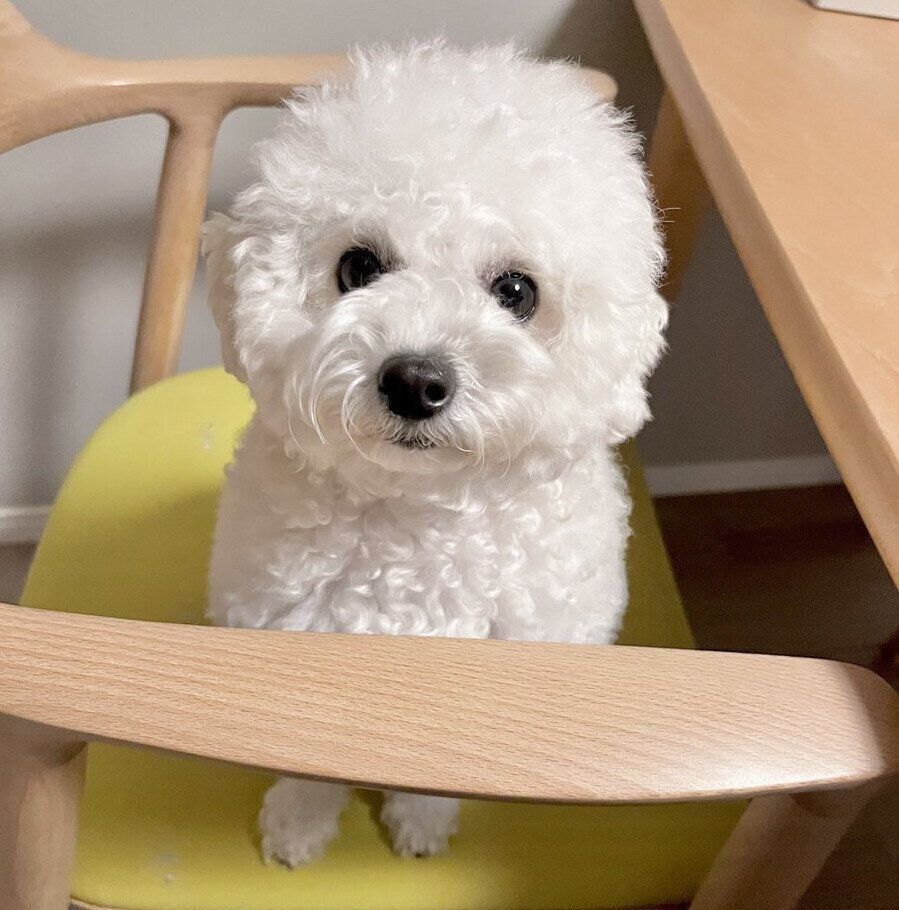 別の日、椅子の上から見つめるわたげちゃん