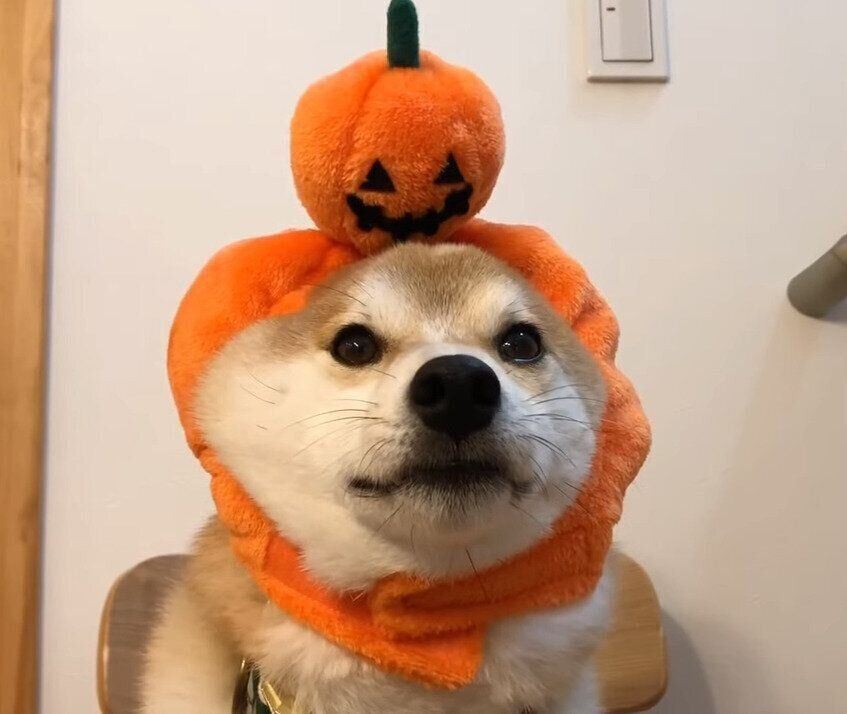 ハロウィンの犬