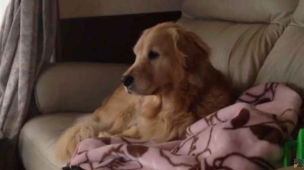 優しい表情のゴールデン・レトリーバー