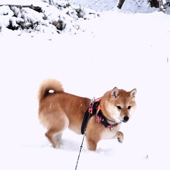 犬も「しもやけ」になる? 冷たい地面や雪道を歩いた後の犬のしもやけ対策 いぬのきもち