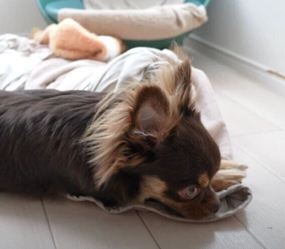 眠たいリタくん