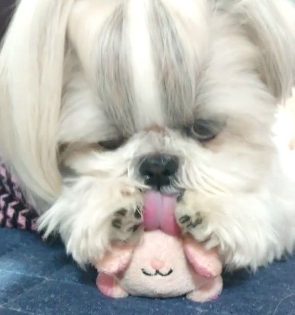 おもちゃで遊ぶシー・ズー