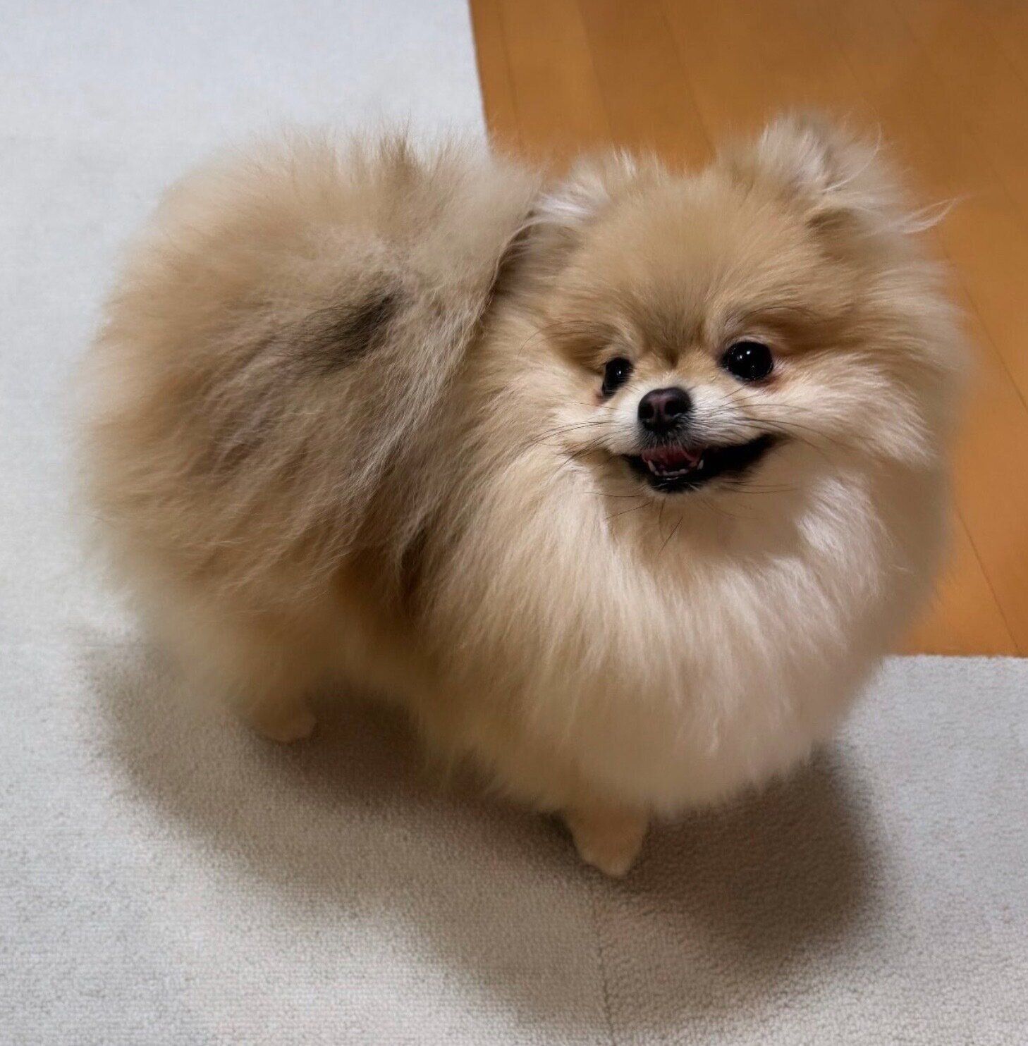 ふわふわで可愛いなごみちゃん