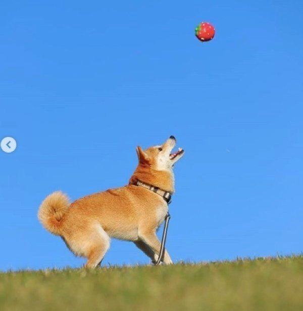 豆柴のリリちゃん