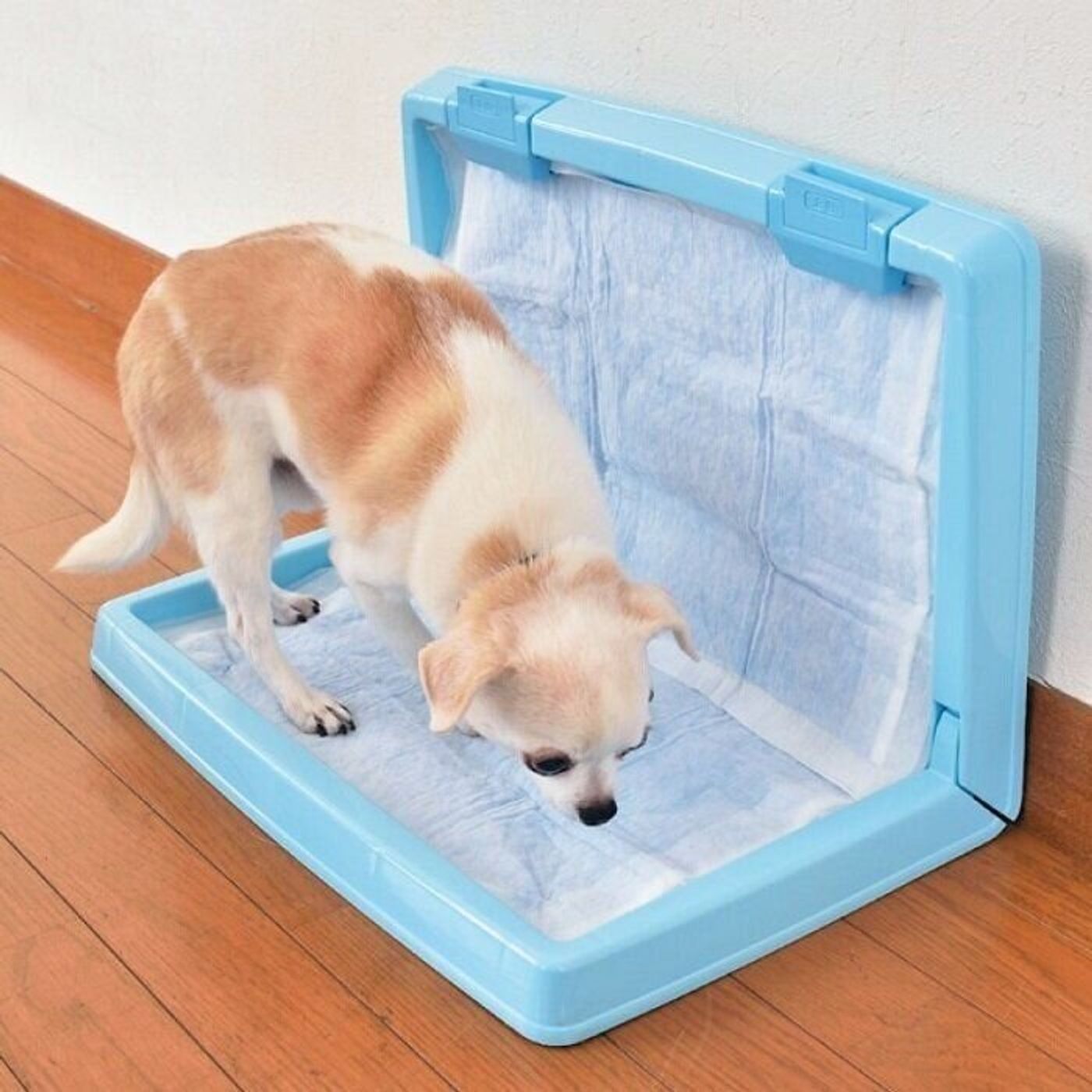 案外カンタン 犬のトイレのはみ出しを直すコツはこれ いぬのきもちweb Magazine 案外カンタン 犬のトイレのはみ出しを直すコツはこれ いぬのきもちweb Magazine