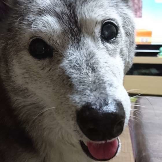 ミックス・雑種