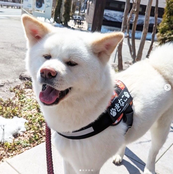笑顔が可愛いきなこちゃん