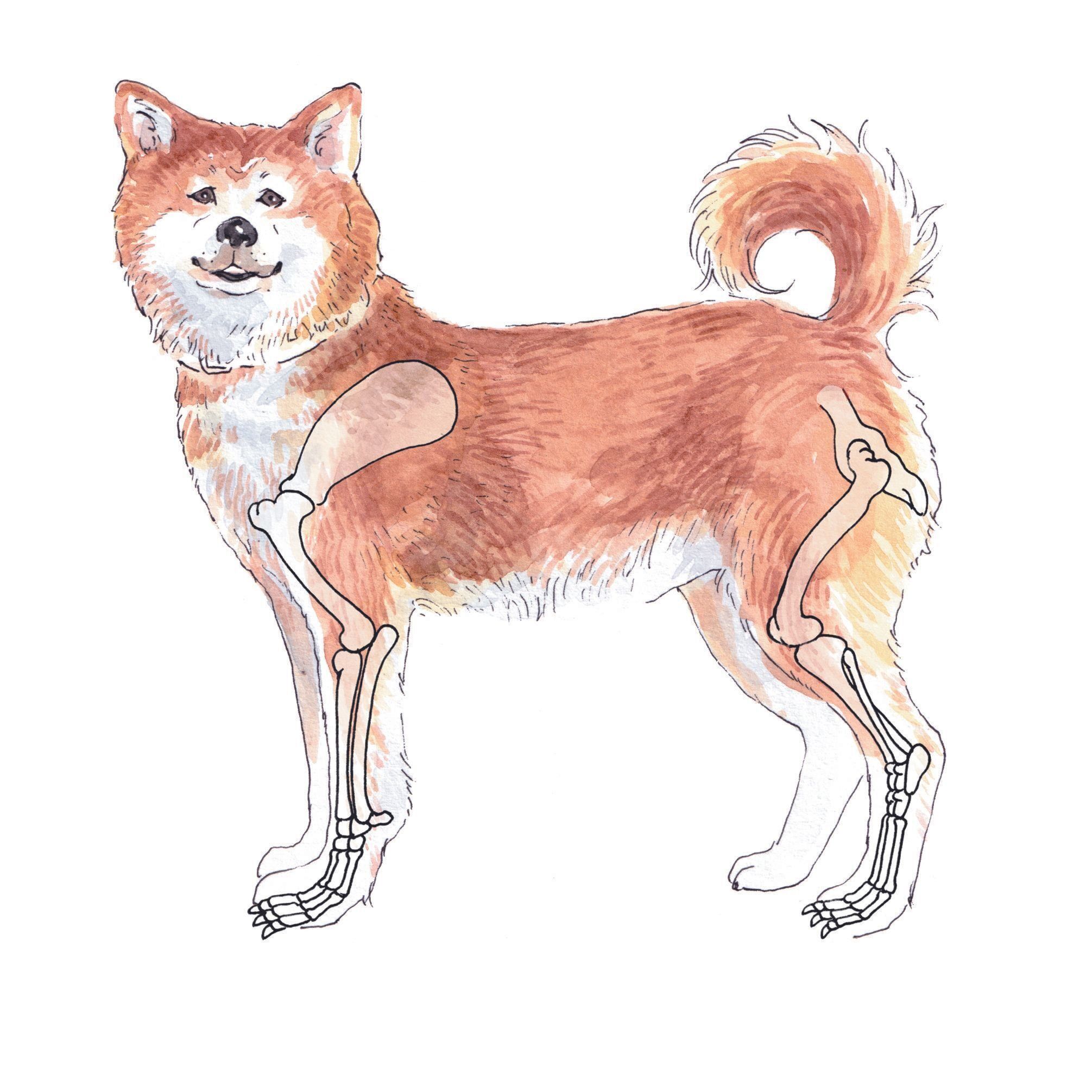 イラスト／フジマツミキ