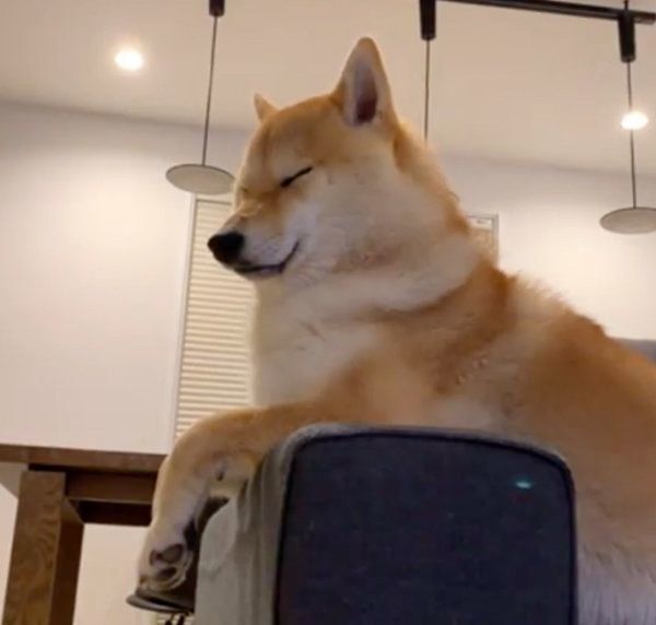 寝てないフリをする柴犬