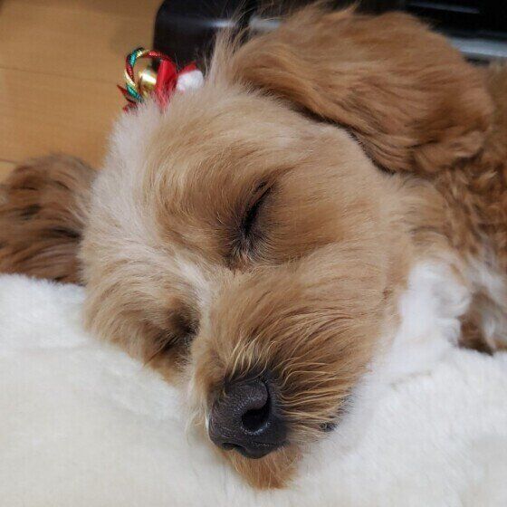 すやすや眠る犬