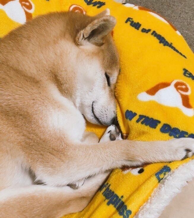 すやすやと安心して眠るこなつちゃん。