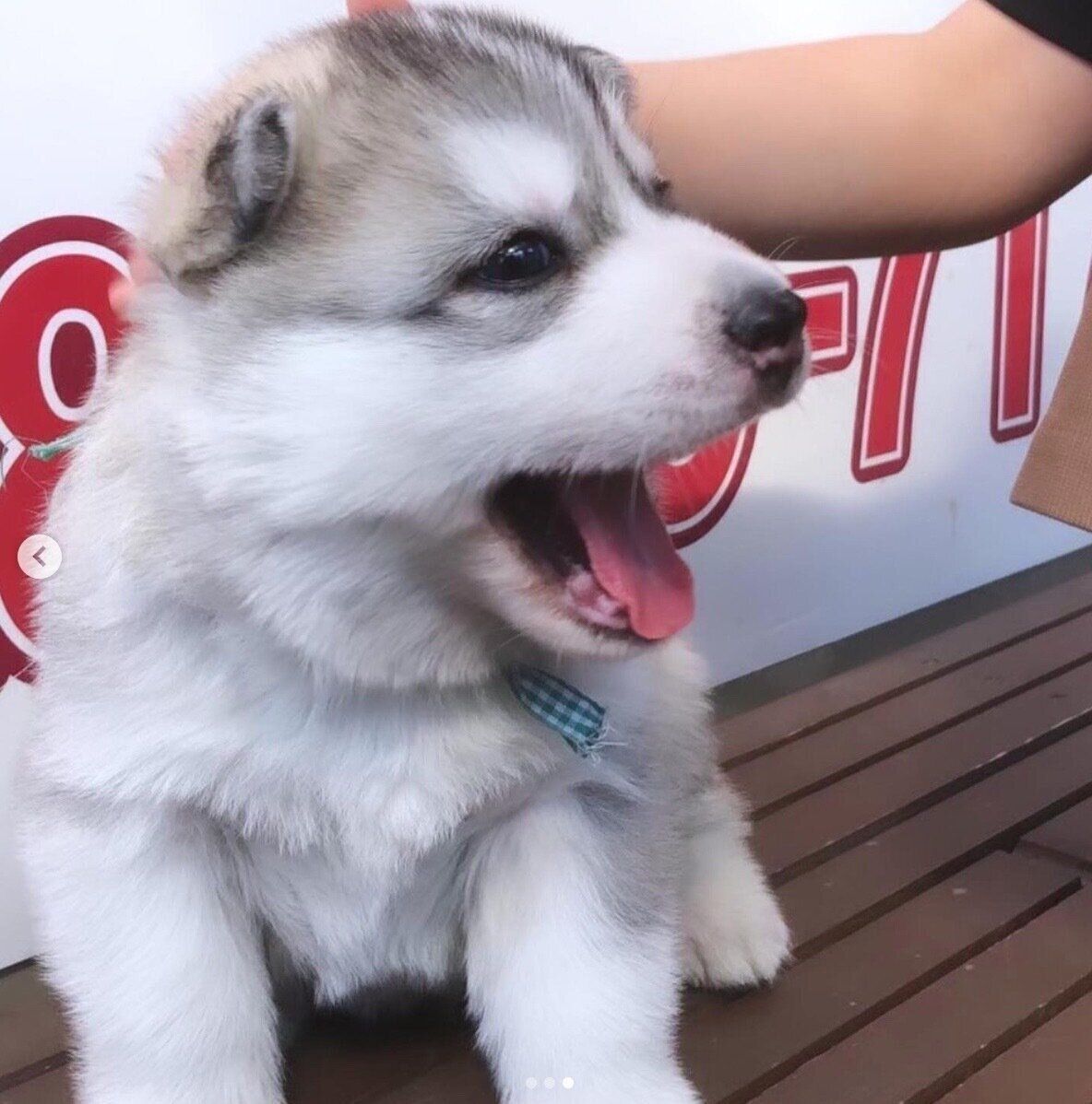 生後1カ月頃のロッキーくん