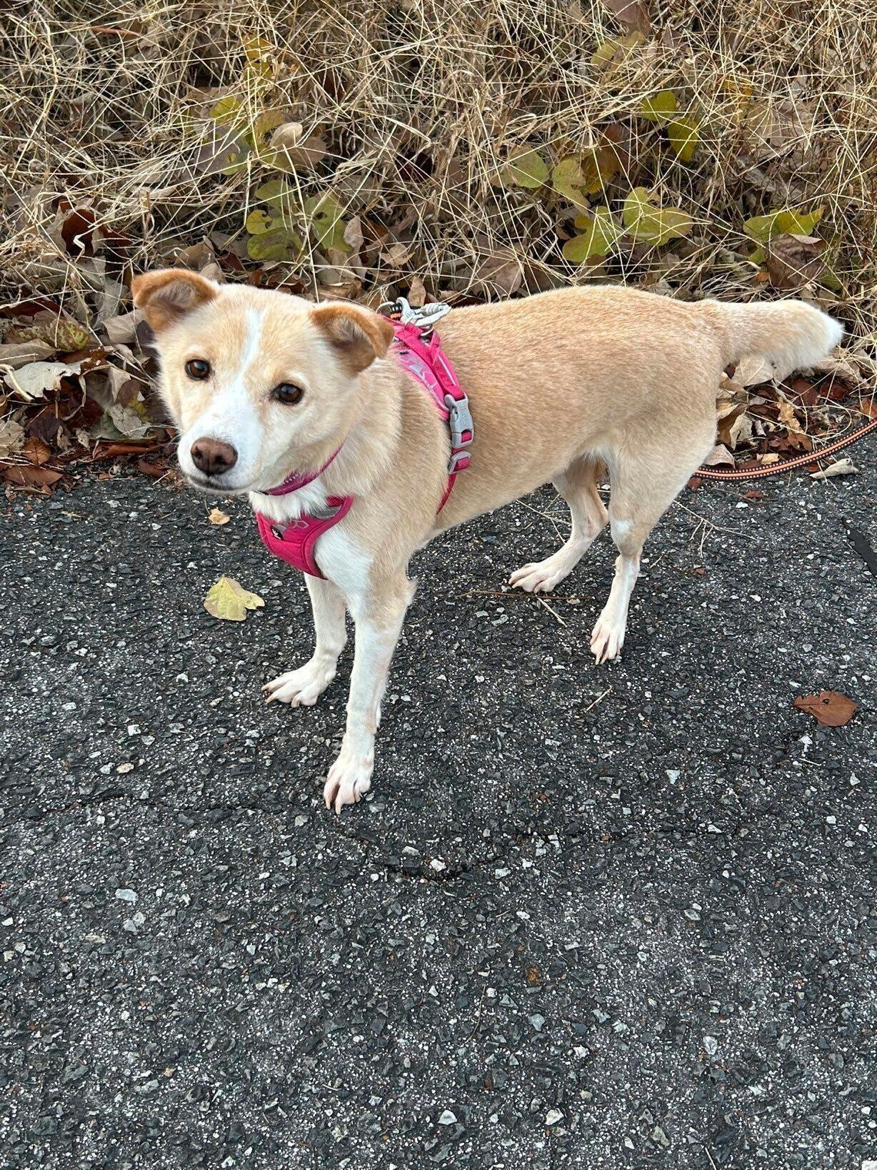 かわいいアピールをする様子の犬