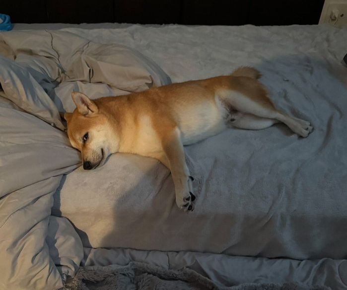 ベッドで眠るわさびくん