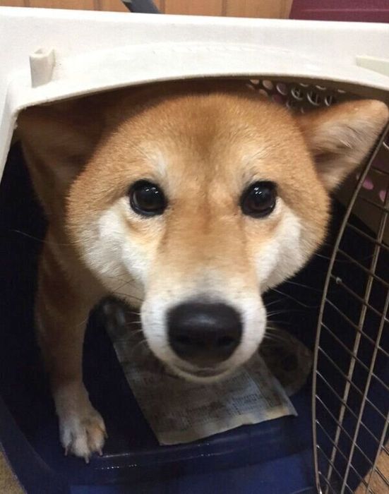 保護犬カフェでのりんちゃん