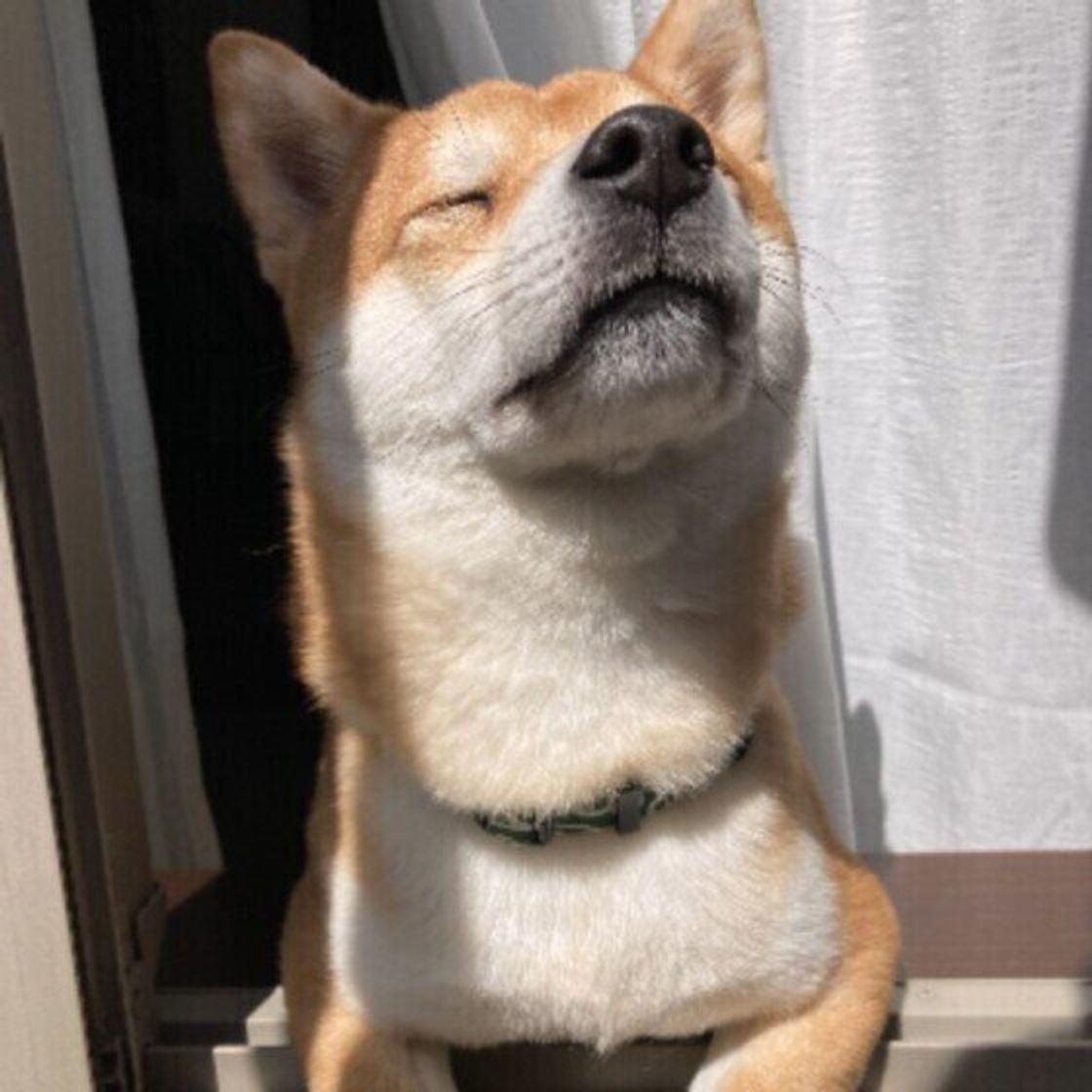 犬の ひなたぼっこ メリットだけでなく 注意したいことも 獣医師解説 いぬのきもちweb Magazine 犬の ひなたぼっこ メリットだけでなく 注意したいことも 獣医師解説 いぬのきもちweb Magazine