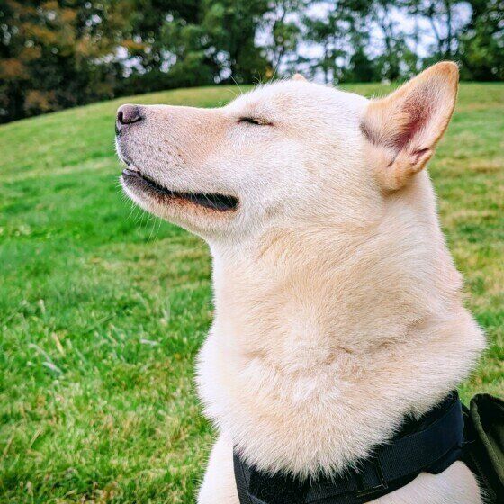 風を感じている北海道犬